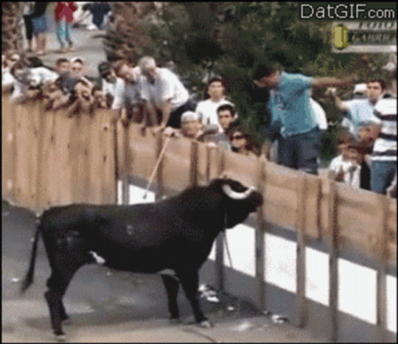 Spanish Fighting Bull Attack A Man GIF