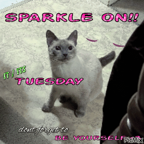 Sparkle On Tuesday Cat GIF