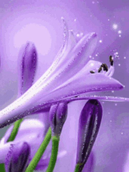 Sparkling And Blooming African Lily Flower GIF