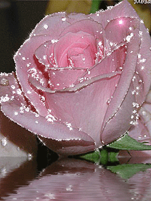Sparkling Pink Rose Flower GIF 
