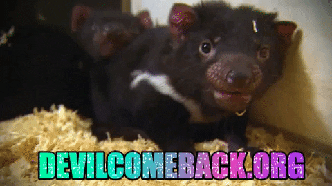 Sparkly Text Tasmanian Devil GIF