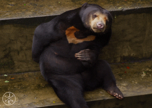 Spectacled Bear Itchy Back GIF