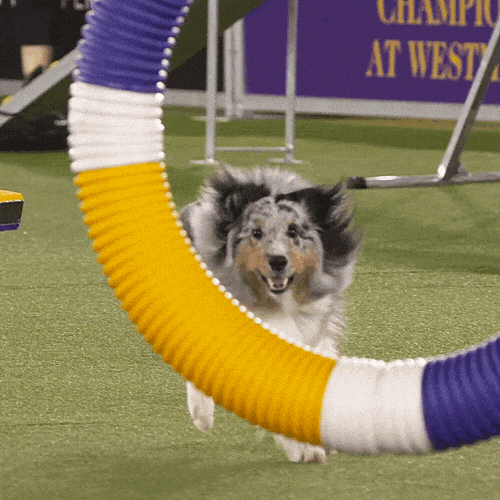 Sped Agility Competition Amazing Dog GIF