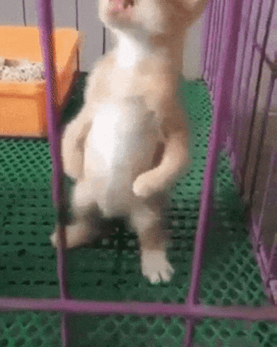 Sped Frantic Kitten Standing Upright GIF