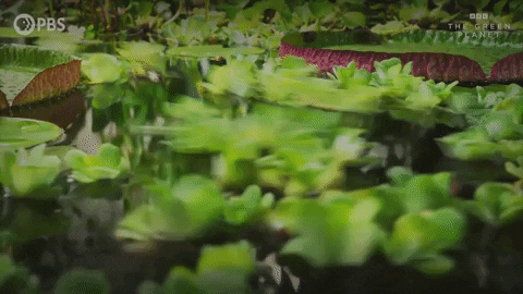 Sped Time Lapse Leaves Flowing GIF
