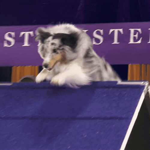 Sped Up Agility Tests Dog Competition GIF