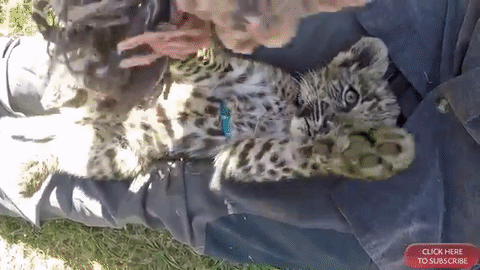 Speechless Over The Cub's Cuteness GIF
