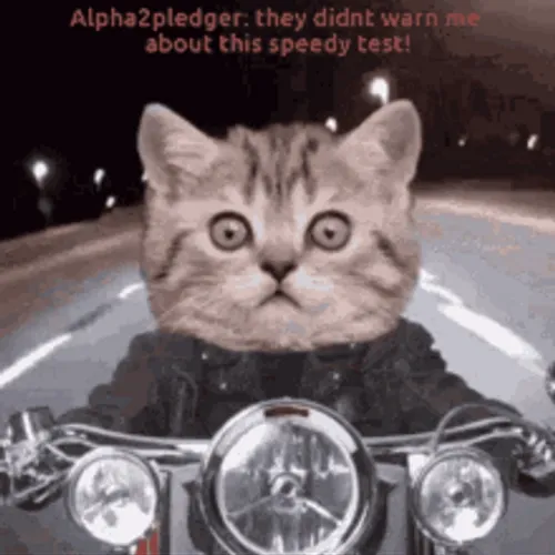 https://gifdb.com/images/high/speed-test-scared-cat-motorbike-night-ride-ckjh76801aj563br.webp