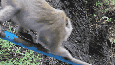 Speed Up Monkey Railing Slide GIF