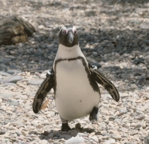 Speed Up Penguin Beach Waddle GIF