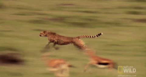 Speeding Cheetah And Gazelles GIF