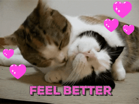 Speedy Recovery Get Well Soon Feel Better Cats GIF