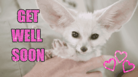 Speedy Recovery Get Well Soon Fennec Fox GIF