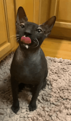 Sphynx Cat Licking Milk GIF