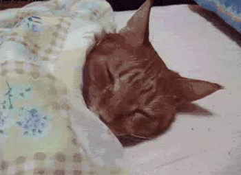 Sphynx Cat Sleepy Monday Mood GIF