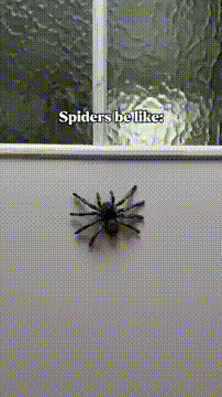 Spider Be Like GIF