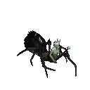 Spider Carrying Frog