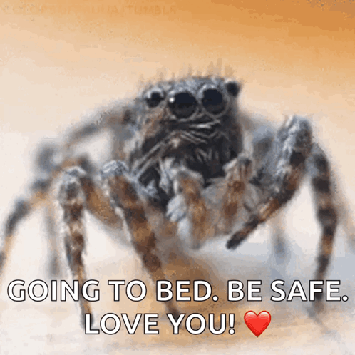 Spider Going to Bed Be Safe Love You