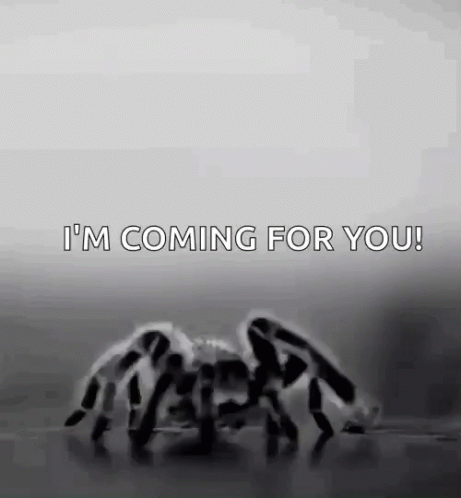 Spider Jumpscare I'm Coming For You GIF