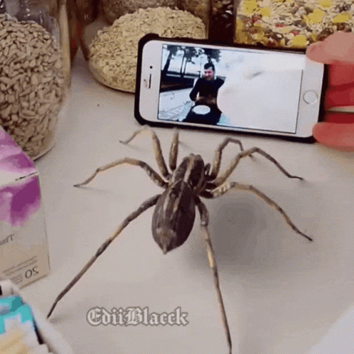 Spider Next to Cell Phone Saying Edit Black
