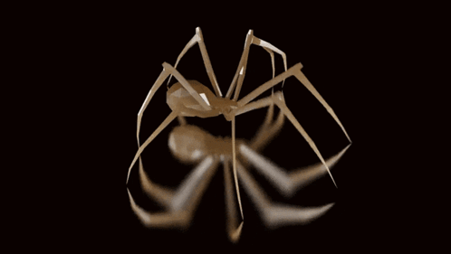 Spider on Black Background With White Lines
