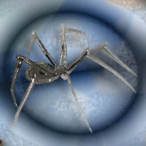 Spider on Blue Surface