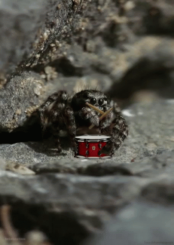 Spider On Red Drum On Rocky Surface GIF