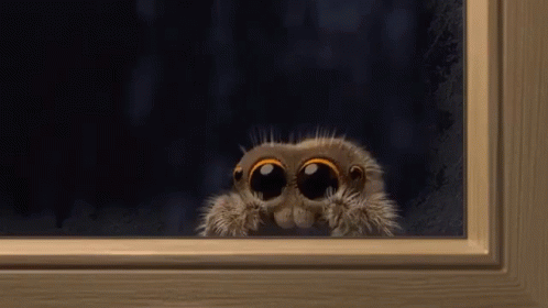 Spider Peeking Out Window