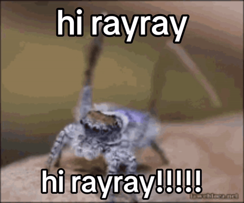 Spider Saying Hi Rayray