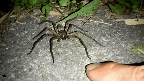 Spider Sitting Next to Finger With Date 04