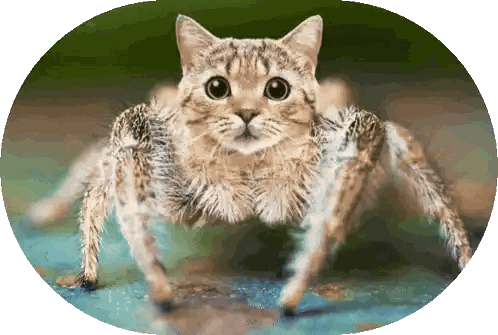 Spider with Cat Face on Back