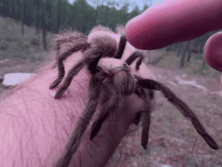 Spider With Going to Bed Be Safe Love You