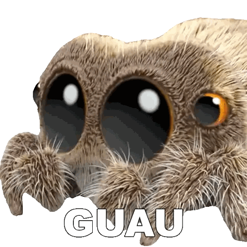 Spider with Guau Text
