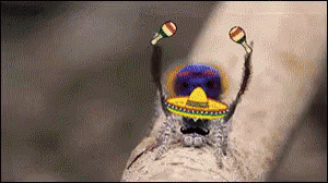 Spider With Sombrero And Maracas GIF