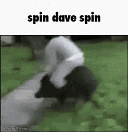 Spin Dave Spin Hog Ride Meme GIF