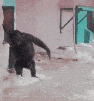 Spinning Baby Gorilla Monkey Playing Alone GIF