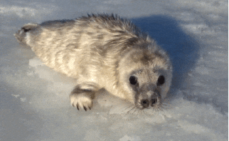 Spinning Baby Seal GIF