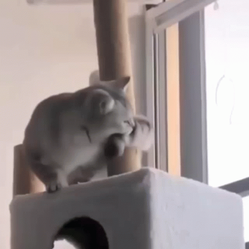 Spinning Cat Bite Tail GIF