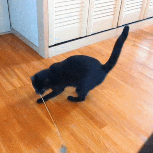 Spinning Cat Chasing Toy GIF