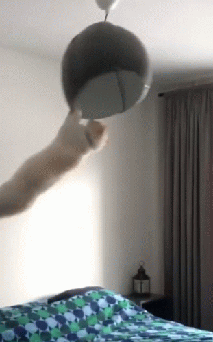 Spinning Cat Holding Spinning Ceiling Decor GIF