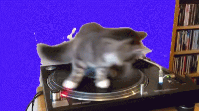 Spinning Cat On Broken Record GIF