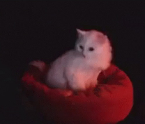 Spinning Cat On Red Cat Bed GIF