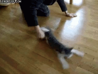 Spinning Cat Spun By Hand Fast GIF