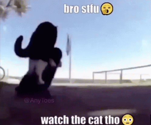 Spinning Cat Watch The Cat Tho GIF