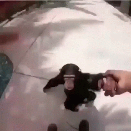 Spinning Cute Baby Monkey Hanging GIF