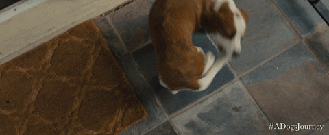 Spinning Dog Biting Its Tail A Dogs Journey GIF
