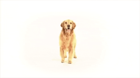 Spinning Dog Golden Retriever GIF