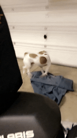 Spinning Dog In A Garage GIF