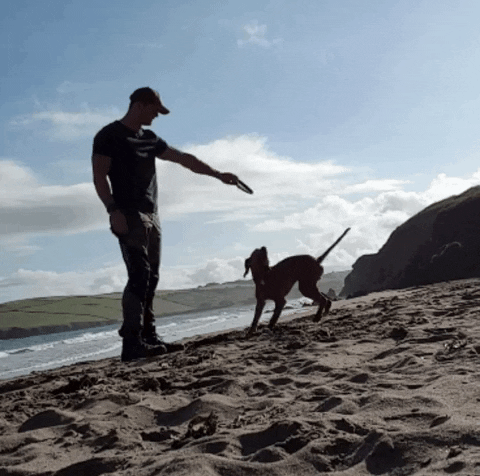 Spinning Dog On The Beach GIF