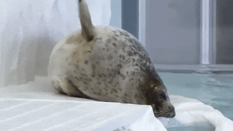 Spinning Fat Seal Sleeping GIF